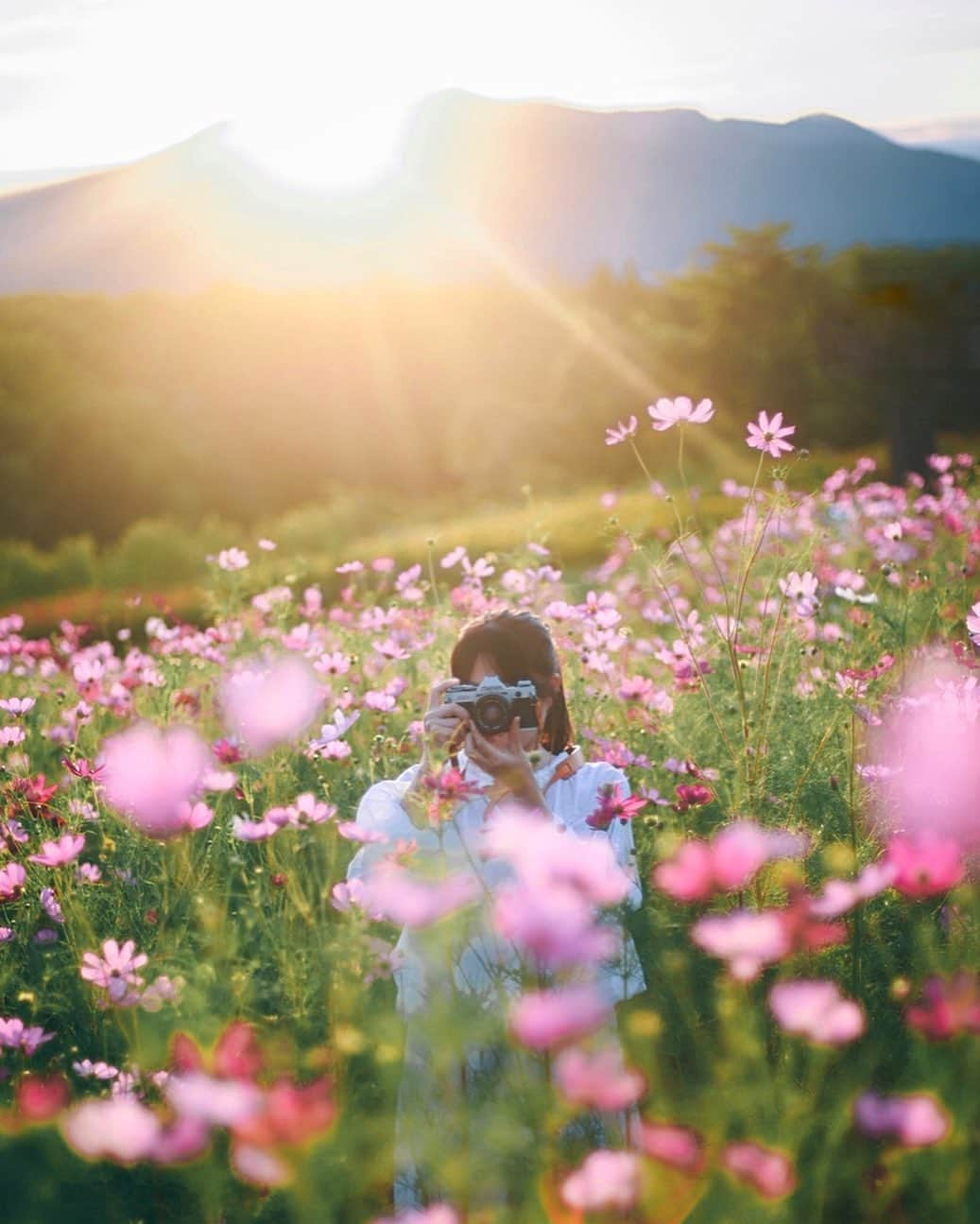 yukiさんのインスタグラム写真 - (yukiInstagram)「・ #コスモス #秋桜  #僕らが見ている風景 __________________________ 日々の撮影記事やコラム更新中！ ・・・・・・・・・・・・・・・ ◉FAN限定サイト◉ https://www.fansnet.jp/sty830 __________________________」9月9日 18時59分 - sty830