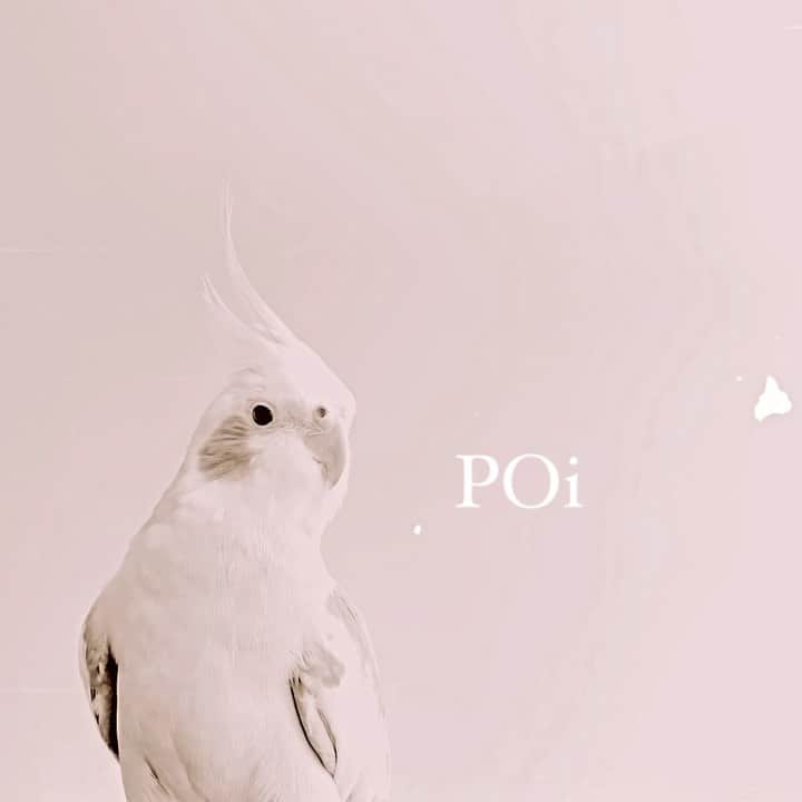 YURAPOi ゆらぽぃのインスタグラム：「((ん？」