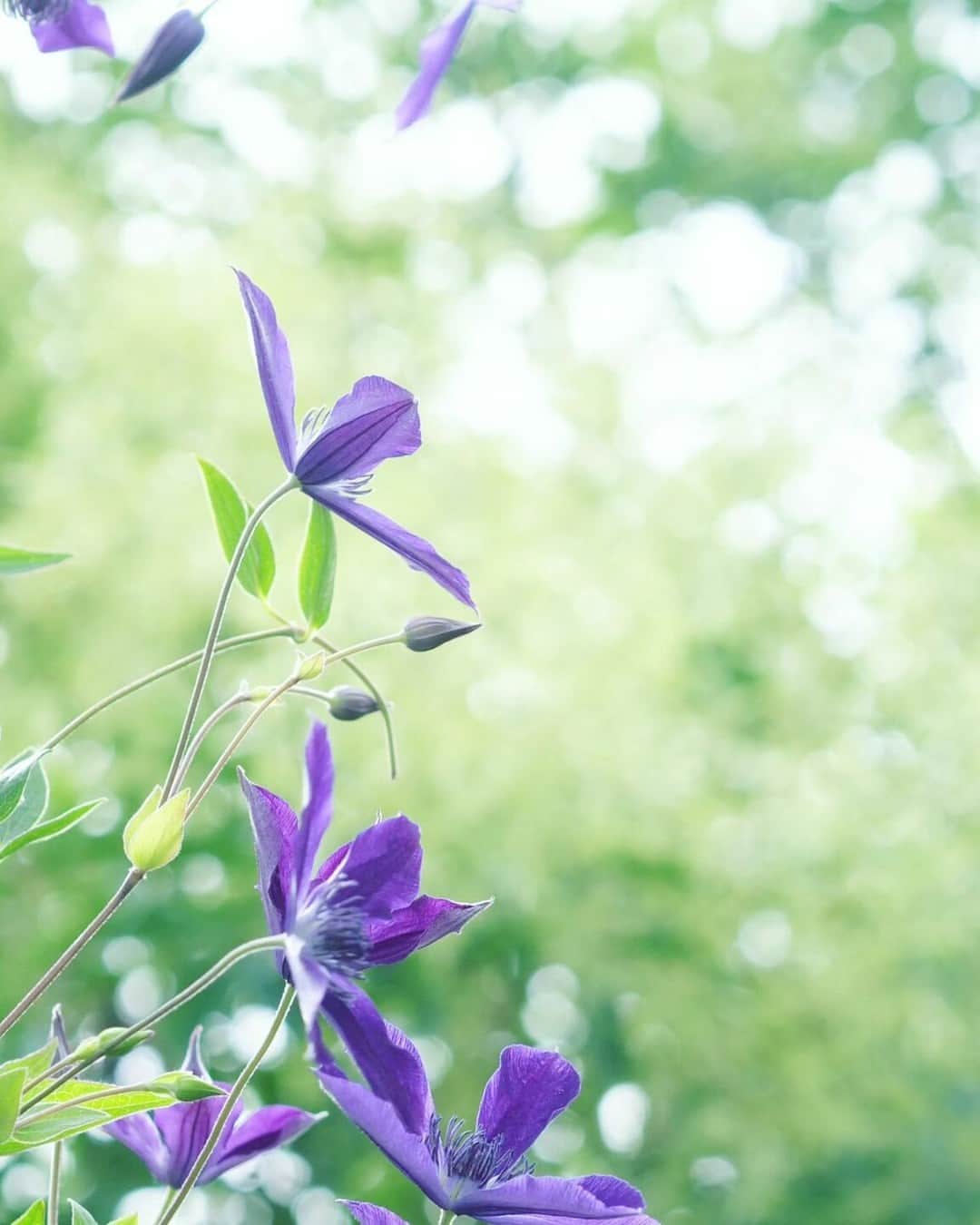 花の写真館のインスタグラム：「Photo by @niconico.t. https://instagram.com/niconico.t/ . Original Post[投稿いただいたURL] https://www.instagram.com/p/Cv7D8-8S8IZ/ . 本アカウントは、 #私の花の写真 をつけてInstagramに投稿された皆さまの花の写真や、「花の写真館」Facebookページで投稿された花の写真を紹介します。 「花の写真館」Facebookページは、「 @floral.photograph 」のプロフィールにあるURLからご覧ください。 . ※各種法令、マナー、関係者の指示に従った撮影をお願いします。 *Please ensure that your photography adheres to all relevant laws, etiquette, and instructions issued by authorized persons. ※本アカウントは東京カメラ部がFacebook、Instagramのサービスを利用して運営しているもので、Meta社・Instagramとは一切関係ありません。 . #花の写真館 #floralphotograph #floralphoto #flower #flowers Follow: @floral.photograph」