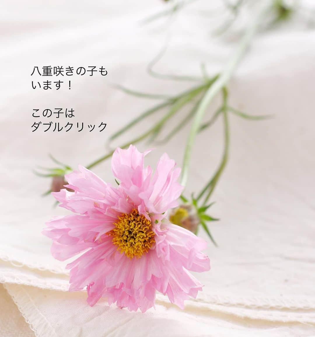 雑誌『花時間』さんのインスタグラム写真 - (雑誌『花時間』Instagram)「コスモスと出会えましたか？  花時間（@hanajikan_magazine）です。  秋になると、いないかな…と、あの可憐なお姿を思い浮かべては、そわそわ（笑）  うちの近所のお花屋さんでは、鉢のコスモスは見かけました。  早く出会いたい気持ちをこらえて（笑）、インスタでご紹介しますーーー🌸  切り花のコスモスちゃんに出会えた方、飾った方、お知らせくださいね！  そして、ついに！　来週9／13は花時間秋号の発売日です🎉㊗️🍾  全国94軒のお花屋さんをご紹介しています。 お店で使えるクーポン付なのでかなり、お得🉐ですよ📕  では、本日もお疲れさまでした🍵  明日も元気smile😊😊😊でよい週末をお過ごしください。 byピーターパン  リース　@bouquet_ichie  写真　@satomi.ochiai78   【花時間ニュース】 💜『花時間』から、花の定期便がスタートしました🥰　世界でここだけのバラと旬花が届く嬉しいサービスです💕  💜『花時間2023春夏』〈春のピンク！夏のブルー！〉大好評発売中！  💜『花と短歌でめぐる 二十四節気 花のこよみ』大好評発売中  すべて @hanajikan_magazine のプロフィールのリンクから飛べます✈️  『花時間』本誌や書籍は全国の書店、ネット書店でも発売中✨  #花時間 #フラワーアレンジ #コスモス #秋桜 #こすもす #コスモスが好き  #秋の花 #リース  #花が好き #花が好きな人と繋がりたい #花を飾る #花を飾る生活 #花屋さんへ行こう」9月9日 19時32分 - hanajikan_magazine