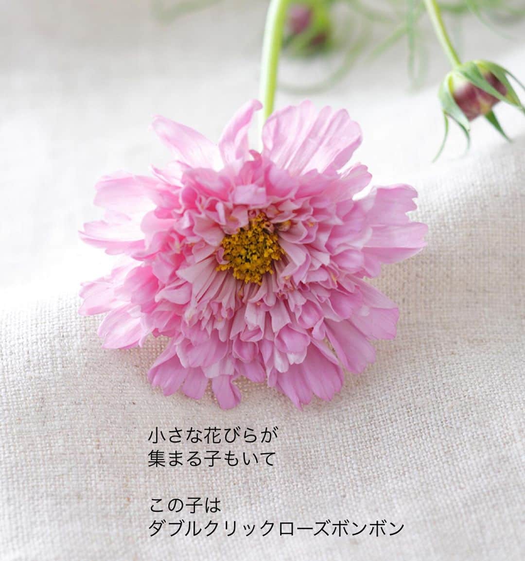 雑誌『花時間』さんのインスタグラム写真 - (雑誌『花時間』Instagram)「コスモスと出会えましたか？  花時間（@hanajikan_magazine）です。  秋になると、いないかな…と、あの可憐なお姿を思い浮かべては、そわそわ（笑）  うちの近所のお花屋さんでは、鉢のコスモスは見かけました。  早く出会いたい気持ちをこらえて（笑）、インスタでご紹介しますーーー🌸  切り花のコスモスちゃんに出会えた方、飾った方、お知らせくださいね！  そして、ついに！　来週9／13は花時間秋号の発売日です🎉㊗️🍾  全国94軒のお花屋さんをご紹介しています。 お店で使えるクーポン付なのでかなり、お得🉐ですよ📕  では、本日もお疲れさまでした🍵  明日も元気smile😊😊😊でよい週末をお過ごしください。 byピーターパン  リース　@bouquet_ichie  写真　@satomi.ochiai78   【花時間ニュース】 💜『花時間』から、花の定期便がスタートしました🥰　世界でここだけのバラと旬花が届く嬉しいサービスです💕  💜『花時間2023春夏』〈春のピンク！夏のブルー！〉大好評発売中！  💜『花と短歌でめぐる 二十四節気 花のこよみ』大好評発売中  すべて @hanajikan_magazine のプロフィールのリンクから飛べます✈️  『花時間』本誌や書籍は全国の書店、ネット書店でも発売中✨  #花時間 #フラワーアレンジ #コスモス #秋桜 #こすもす #コスモスが好き  #秋の花 #リース  #花が好き #花が好きな人と繋がりたい #花を飾る #花を飾る生活 #花屋さんへ行こう」9月9日 19時32分 - hanajikan_magazine