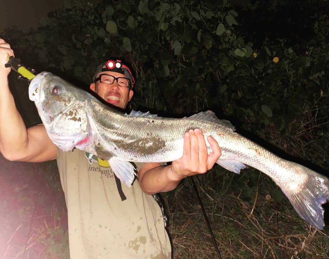 武蔵のインスタグラム：「🎣  久々の東京湾シーバスパトロール👮 で  な、な、なんと自己記録となると88cmのランカーシーバスを釣っちゃったぜ！！  やったぜーーっ！！   引きホンマにヤバかった💦  トップに出て 見えた瞬間ビビった〜！   その後はチヌも遊んでくれました  #武蔵 #釣り #東京湾シーバスパトロール #シーバス #自己記録更新  #88cm #fishing #seabass #personalrecordupdate」