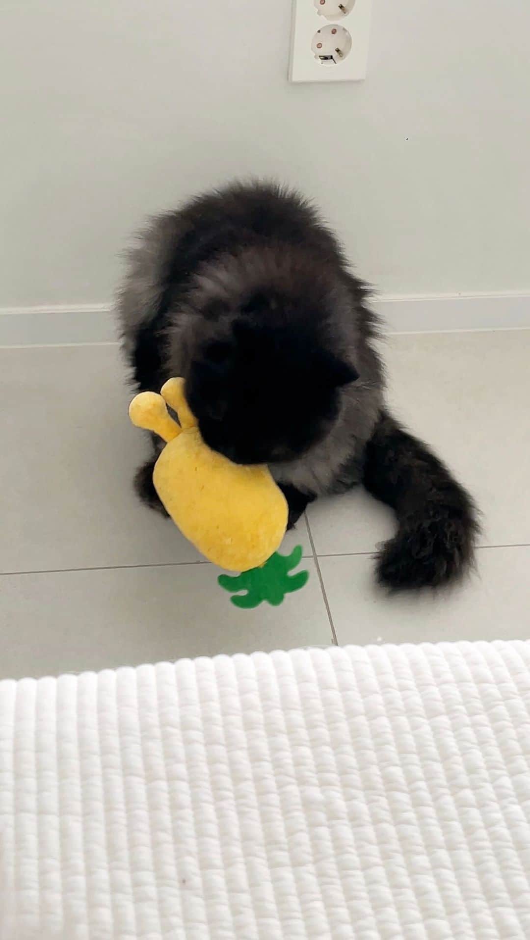 のインスタグラム：「점장님의 애착인형 도촬 모음집🤍 뙤니는 사랑이햐..!!  #cat #tencho #점장님의애착인형」