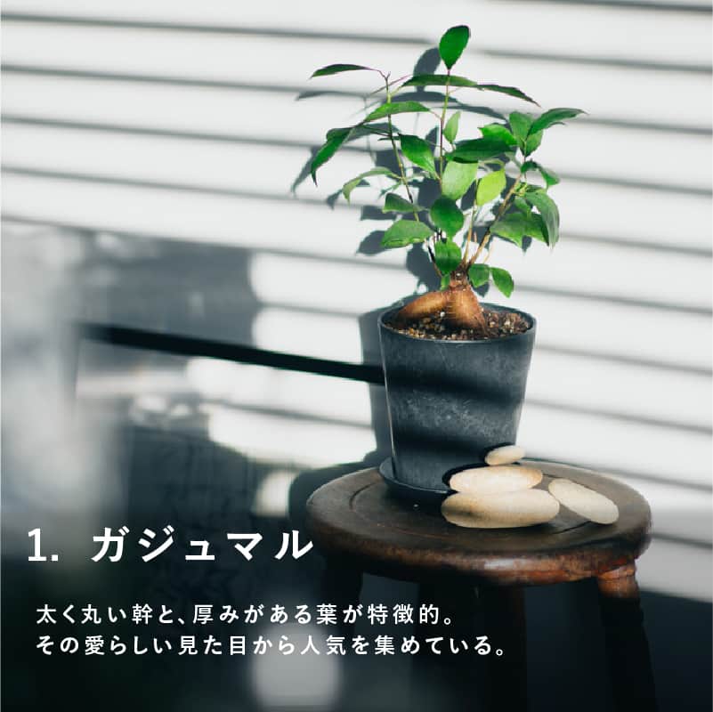Re:CENO（リセノ）さんのインスタグラム写真 - (Re:CENO（リセノ）Instagram)「【#育てやすい観葉植物 】初心者におすすめの「小型植物」5選🌿  窓際やテーブルにちょこんと置くだけでも 愛らしい小さめサイズの観葉植物。  「限られたスペースにも置きやすい。」 「いろいろな飾り方が楽しめる。」  といった点から、癒しとしてだけでなく インテリアとしても非常に人気があります。  ▼小さめサイズの観葉植物おすすめ5選  ①　ガジュマル ②　ポトス ③　ペペロミア ④　ビカクシダ ⑤　アイビー  上記の５つは、実際にリセノスタッフが 自宅で育てているもの。  インテリアに似合う観葉植物についてのお悩みは、ぜひスタッフにご相談ください◎ --------------------------------------- ●詳しい内容は、商品タグのリンクからご覧いただけます。  #receno #interior #naturalvintage　#furniture #リセノ #ナチュラルヴィンテージ #センスのいらないインテリア #観葉植物　#植物 #インテリアグリーン #小型植物 #植物と暮らす #暮らしを楽しむ #インテリア」9月9日 12時00分 - receno.interior