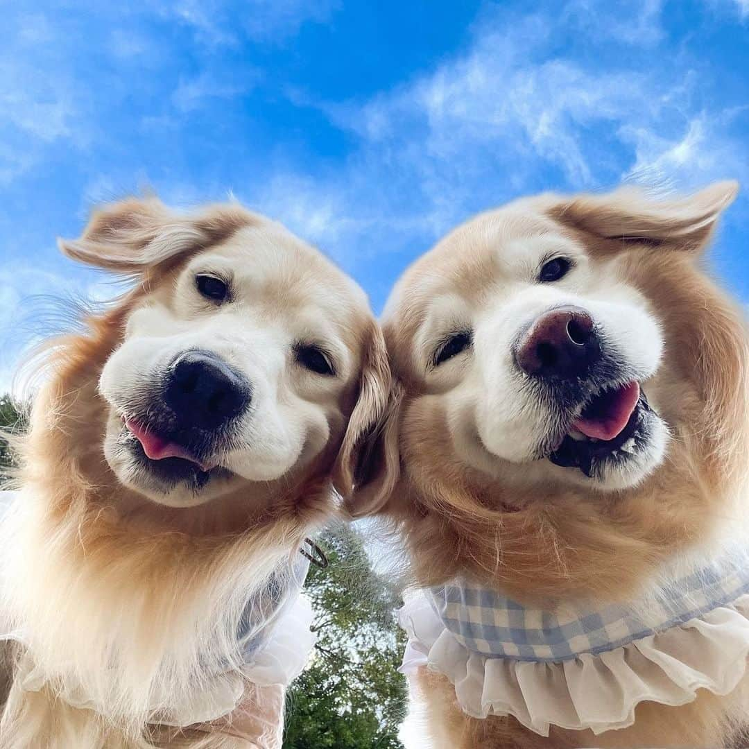 8crapさんのインスタグラム写真 - (8crapInstagram)「Bestie selfies! 😛😝 - Hashtag #barkedselfie on your doggo’s selfies and get a chance to be featured! - 📷 @aarun_evolution - #barked #dog #doggo #GoldenRetriever #GoldenRetrievers」9月9日 12時00分 - barked