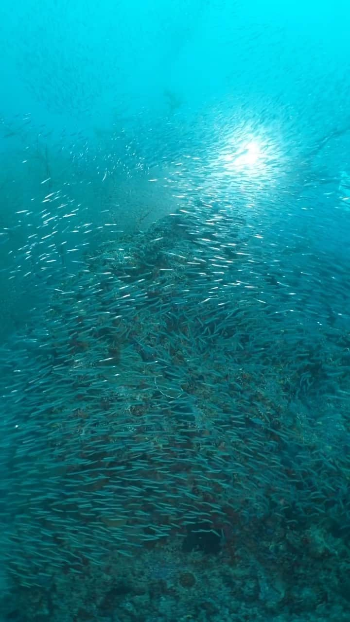 Laila Boonyasakのインスタグラム：「The ocean is a hidden paradise, Let’s discover it ! 🏖️ #maldive  #scubadiving 🤿🤿🤿🤿🤿」