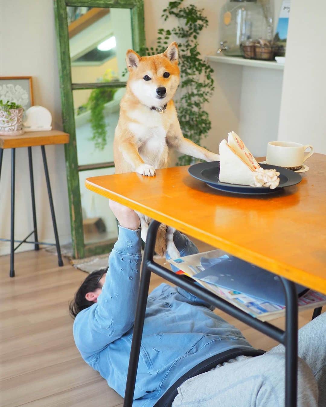 豆柴にこちゃんのインスタグラム：「🐶 にこトムなつかし写真  ①組体操 ②トムと座椅子 ③トム脚は抱き枕  こーいうやつの母子verの 写真が全くないんだけど〜  私とにこたまとのセットも 良いシーンがたくさんあるのに トムが全く撮影しないから 何も記録に残っていない。 自分の顔は別に見たくないけどにこたまとの 思い出は残しておきたいのに〜　くぅ〜  #柴犬#豆柴#mameshiba #shibastagram#japanphoto#shibainu#犬#shibainumania#犬のいる暮らし#shiba_snap#shibainupuppy#多頭飼い#dog#いぬすたぐらむ#puppy#dogstagram#instadog #doglover#pecoいぬ部#pecotv#いぬのきもち部#狗#子犬#barked#9gag#9gagpets#시바견」