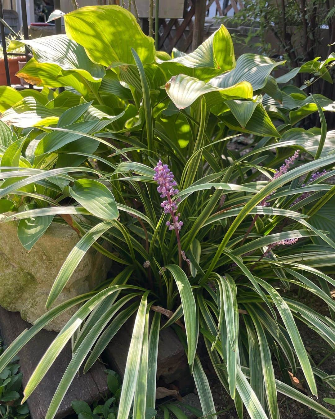 小笠原正典のインスタグラム：「9月9日。 猛暑を乗り越えて🌱 植物たちもホッとしている様子が 感じられます。  中には葉焼けしてしまったギボウシなどもあるけれど…。 よく頑張ったね。😃  #緑のある暮らし  #ガーデニングライフ」