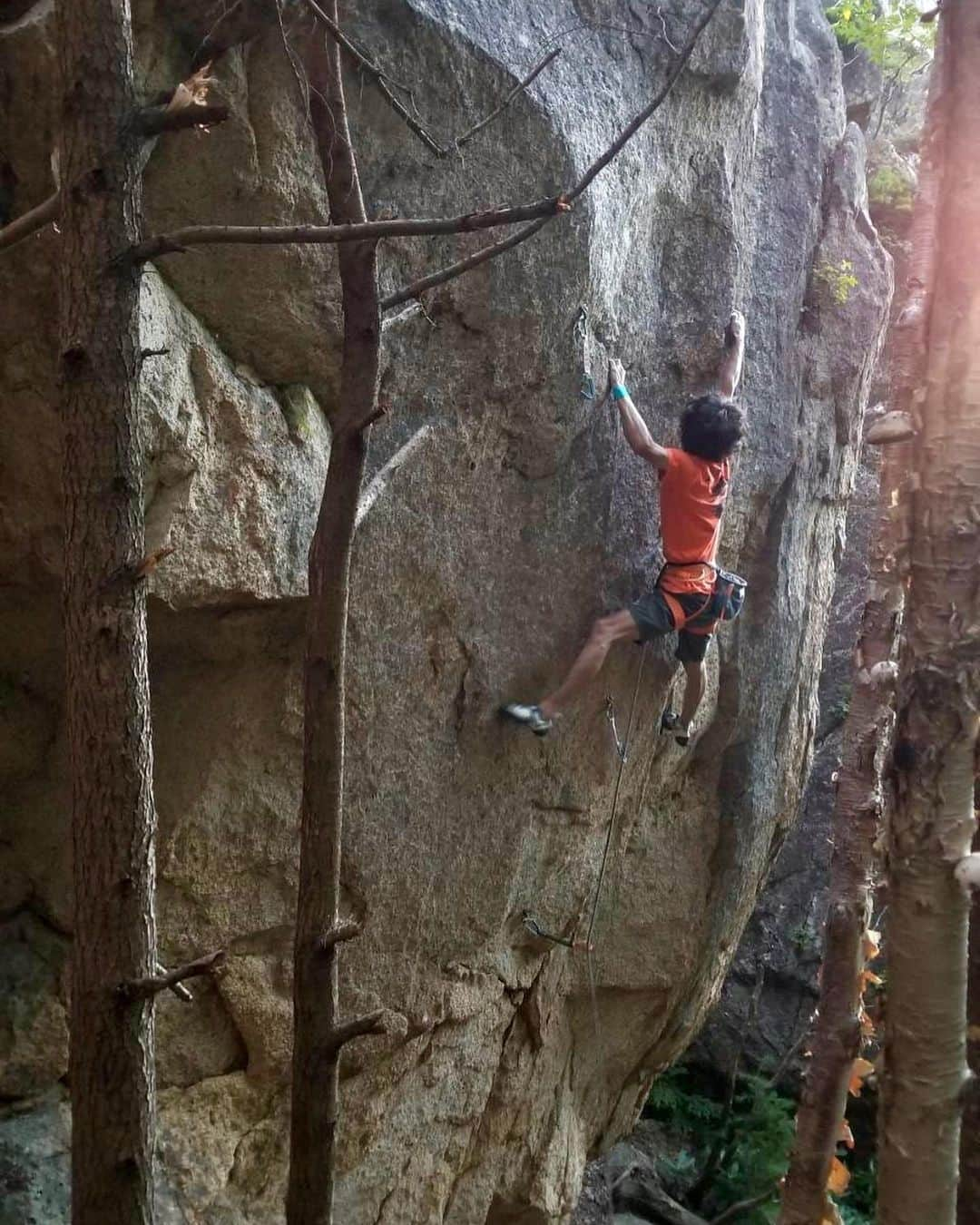 安間佐千さんのインスタグラム写真 - (安間佐千Instagram)「秋の気配を感じる小川山。コツコツ開拓を進めていた2本のルートを先日初登することができた。  ラーの天秤　5.11c  チムニー、フェース、フィンガー、オーバーハングと次々に表情が変わる、30メートルをやや超えるロングルートで、終了点以外は全てNP。  ロゼッタストーン　5.13d ボルト5本＋終了点とショートではあるが、カチが延々と続く小川山では珍しいコンティニュアスなルート。まだ夏開拓でグレードが分からないのだが、スペシャリストやたまごより悪い気がする。 (グレードはどちらも暫定的)  このエリアは、以前にも書いたが、岩の摂理が複雑で、ラインを見出すのがすごく難しい。言い換えれば、どこでも登れてしまう岩。僕はただ、最も自然で美しいラインを見出せばいい。花崗岩はいつも言葉にならぬ声を出し、クライマーを導く。しかしそれは必ずしも自分のエゴが望むラインではない。その時葛藤は生まれ、判断が鈍ることがこれまで何度もあった。 ラーの天秤のラインを見出した時、頭の神経回路に電気が流れて繋がるような衝撃があった。何時間もぶら下がって、何回も同じ壁を見つめ続け、ある時そのルートの魅力にハッと気づいたのだった。決して三つ星のルートではないし、独創的なわけでもない。でも確かに僕は岩の声を聞き入れることができたと思っている。グレードでもクオリティでもなく、そこにある個性を感じられた時、感動するものなんだなぁ。  I can feel the signs of autumn in Ogawayama. I had been working hard during the summer and was able to make the first ascent of two routes.  The Scales of Ra 5.11c  A long route over 30 meters with chimney, face, finger crack, and overhangs, all natural protection except for the anchor. The grade is tentative.  Rosetta Stone 5.13d A short route with 5 bolts and anchor. It is a continuous route with crimps which is rare in Ogawayama. I don't know the grade yet as it was climbed in summer, but I think it is harder than Specialist or Tamago.  As I have written before, this area is very difficult to find a line due to the complicated rock formations. In other words, you can climb anywhere. I just have to find the most natural and beautiful line. Granite always speaks with a voice you can't hear and leading climbers. But often it is not always fit with what my ego wants. In the midst of this conflict, my judgment has been clouded many times in the past. When I found the line of The Scales of Ra, it was like a jolt of electricity flowing through and connecting the neural pathways in my head. I hung there for hours, staring at the same wall over and over again, and then  I realized that the route was fascinating. It isn’t a three-star or special route. But I certainly believe I was able to hear the voice of the rock. Even if the grade or quality is low, I am impressed when I feel a sense of individuality in it.  Photos by @climb_with_himalaya @aoiumidokomademo   @adidasterrex  @fiveten_official  @petzl_official  @newhale_japan  @newhale_climbing  @carbongrip  #アルテリア  #古代エジプト」9月9日 14時32分 - sachiamma