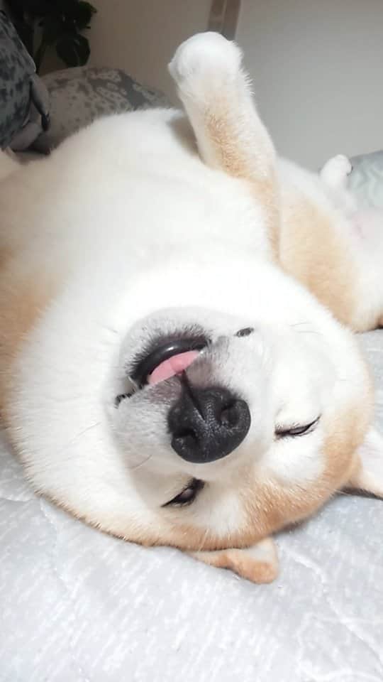 ちゃみのインスタグラム：「昨夜のチャーミー笑  ちょろり＆白目ちゃん🥹🤍  #柴犬#癒し#寝顔#犬#愛犬#shiba#shibainu#dog」