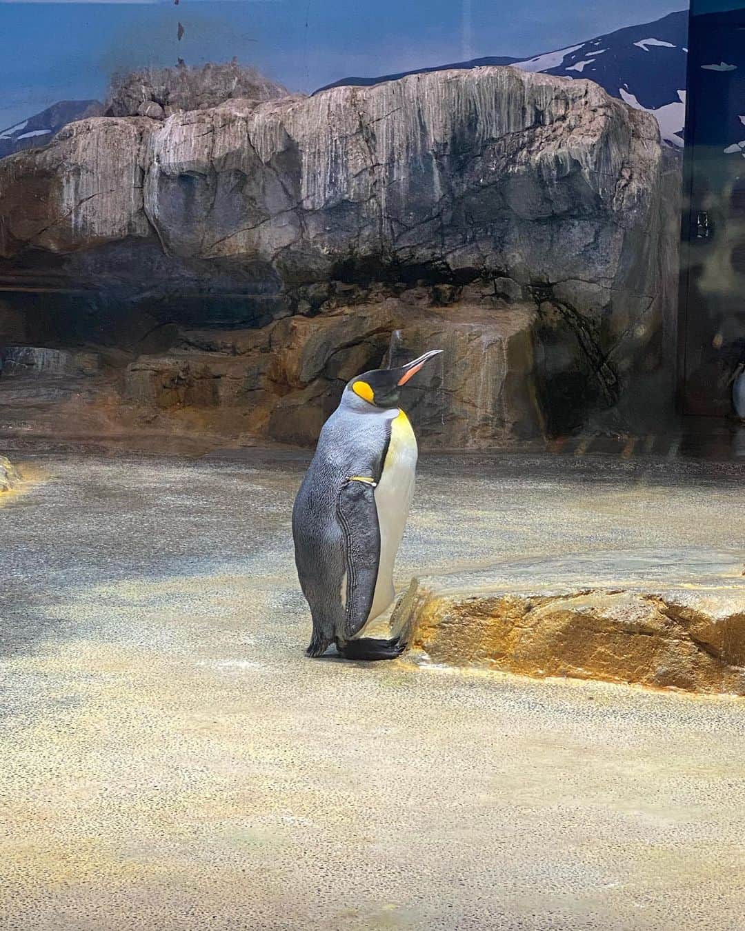 田中伊桜莉さんのインスタグラム写真 - (田中伊桜莉Instagram)「🐧🤍🫧  長崎のペンギン水族館🐧  ペンギンたくさんいて久しぶりに近くで見られて癒されました‪☺︎‬」9月9日 20時03分 - iori_hkt48