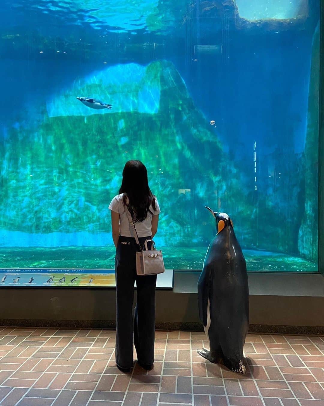 田中伊桜莉のインスタグラム：「🐧🤍🫧  長崎のペンギン水族館🐧  ペンギンたくさんいて久しぶりに近くで見られて癒されました‪☺︎‬」