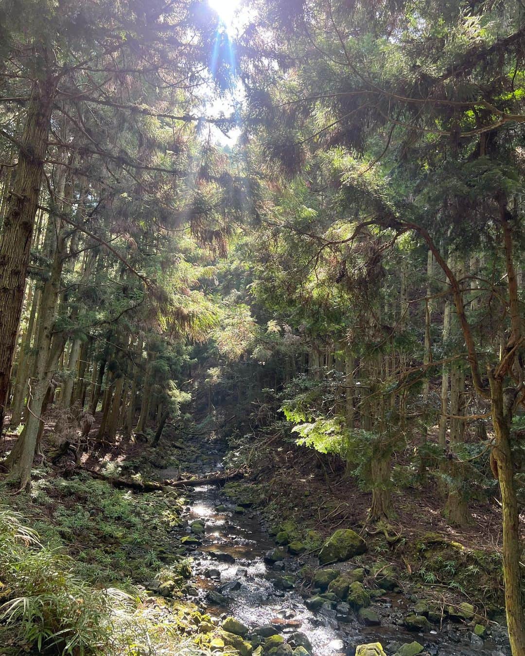 薮下柊さんのインスタグラム写真 - (薮下柊Instagram)「トレッキング日和でした⛰️☀️  新しく新調した @tevajapan のサンダルで沢渡りもへっちゃらでした〜✨  ポパイも自然大好きなので楽しそうでした〜！  最近涼しくなってきて嬉しいね😆🐾 しぜんは私たちの宝物🌱  #登山 #ハイキング #トレッキング #大型犬のいる生活」9月9日 20時00分 - __yabushita_shu__