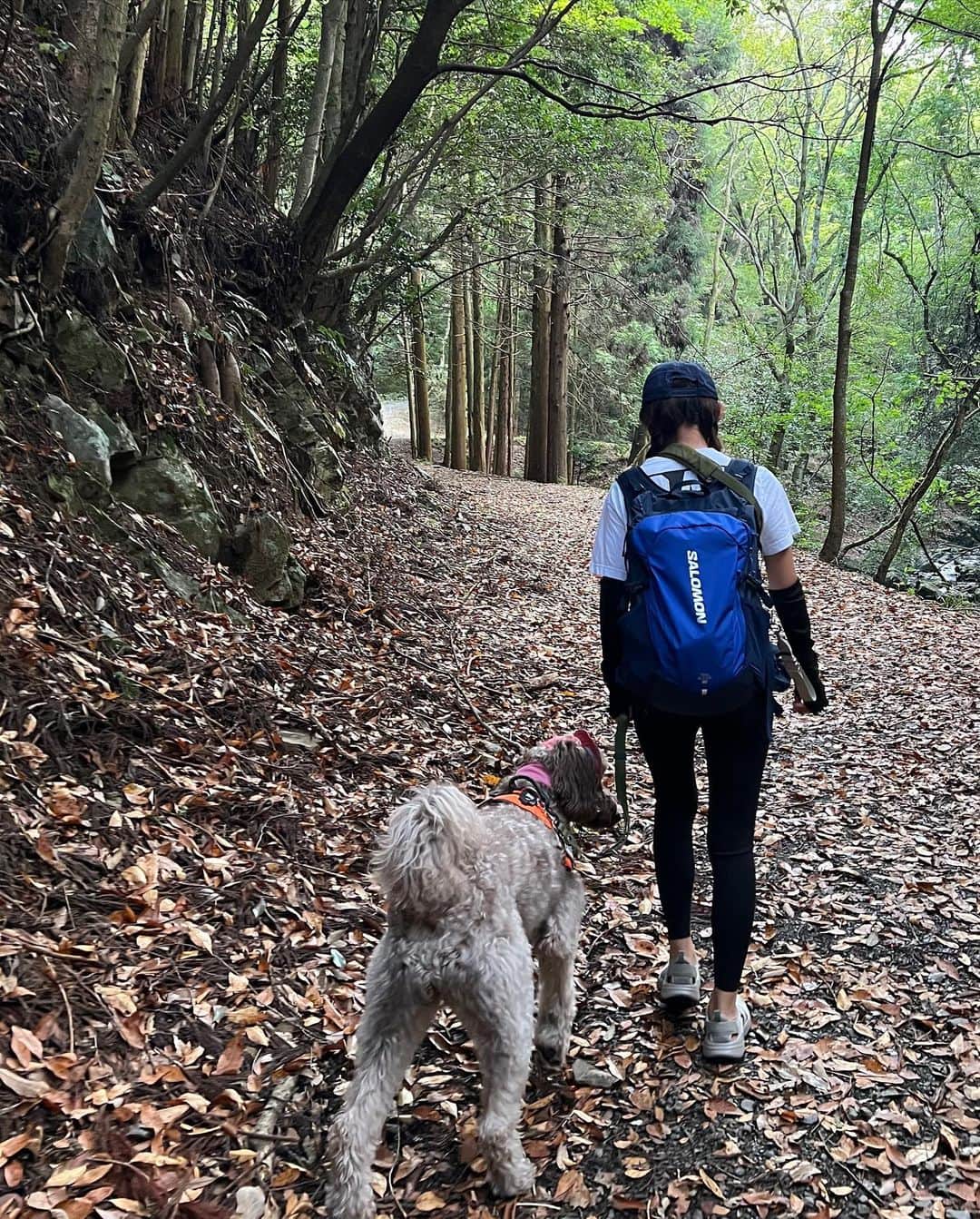 薮下柊さんのインスタグラム写真 - (薮下柊Instagram)「トレッキング日和でした⛰️☀️  新しく新調した @tevajapan のサンダルで沢渡りもへっちゃらでした〜✨  ポパイも自然大好きなので楽しそうでした〜！  最近涼しくなってきて嬉しいね😆🐾 しぜんは私たちの宝物🌱  #登山 #ハイキング #トレッキング #大型犬のいる生活」9月9日 20時00分 - __yabushita_shu__