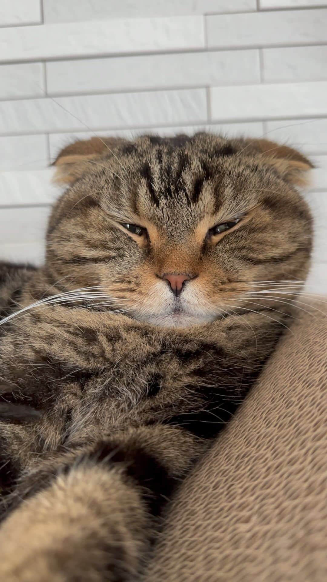 bunny & 2 catsのインスタグラム：「😑 _ Buuzou😺 _ 🐾顔っ(-_-) 🐾刻々とぶうちゃんの下痢が酷くなってちょっと不安 _ #scottishfold#多頭飼い#ねこ#猫#cats#cute#amazing#スコティッシュフォールド#マンチカン#マンチカン#チンチラ _ #PECO#ねこ#9gag#WeeklyFluff#ふわもこ部#instavideo#ねこのきもち#catsofinstagram#instagram#instagramjapan#猫動画#cats_of_world」