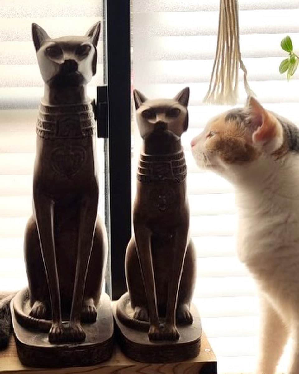 midoriさんのインスタグラム写真 - (midoriInstagram)「. . お気に入り🤣🤣. . . 3兄弟⁉️. . .  #ネコ#ねこ#にゃんこ #ねこのいる暮らし #保護猫と暮らす#ねこ#猫#ねこすたぐらむ #猫好きな人と繋がりたい #保護猫#グレー猫#ペコねこ部#癒しの時間 #catstagram#cats_of_instagram#catsofinstagram#cat#bestmeow#meowed#9gag#NEKO」9月9日 15時49分 - midorinotanbo