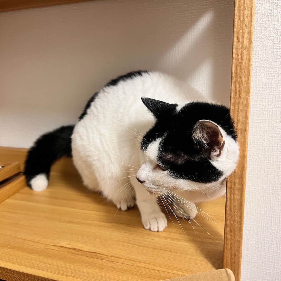 Kachimo Yoshimatsuさんのインスタグラム写真 - (Kachimo YoshimatsuInstagram)「お久しぶりの蛍しっぽの岸田今日子ちゃん 高知の長女のところに来てます。 すぐ思い出してくれた｡  #うちの猫ら #岸田今日子 #猫 #岸田姉妹 #高知 #ねこ #ニャンスタグラム #にゃんすたぐらむ #ねこのきもち #cat #ネコ #catstagram #ネコ部 http://kachimo.exblog.jp」9月9日 15時53分 - kachimo