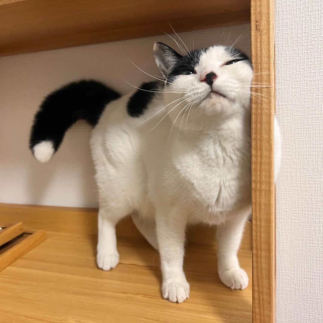 Kachimo Yoshimatsuさんのインスタグラム写真 - (Kachimo YoshimatsuInstagram)「お久しぶりの蛍しっぽの岸田今日子ちゃん 高知の長女のところに来てます。 すぐ思い出してくれた｡  #うちの猫ら #岸田今日子 #猫 #岸田姉妹 #高知 #ねこ #ニャンスタグラム #にゃんすたぐらむ #ねこのきもち #cat #ネコ #catstagram #ネコ部 http://kachimo.exblog.jp」9月9日 15時53分 - kachimo