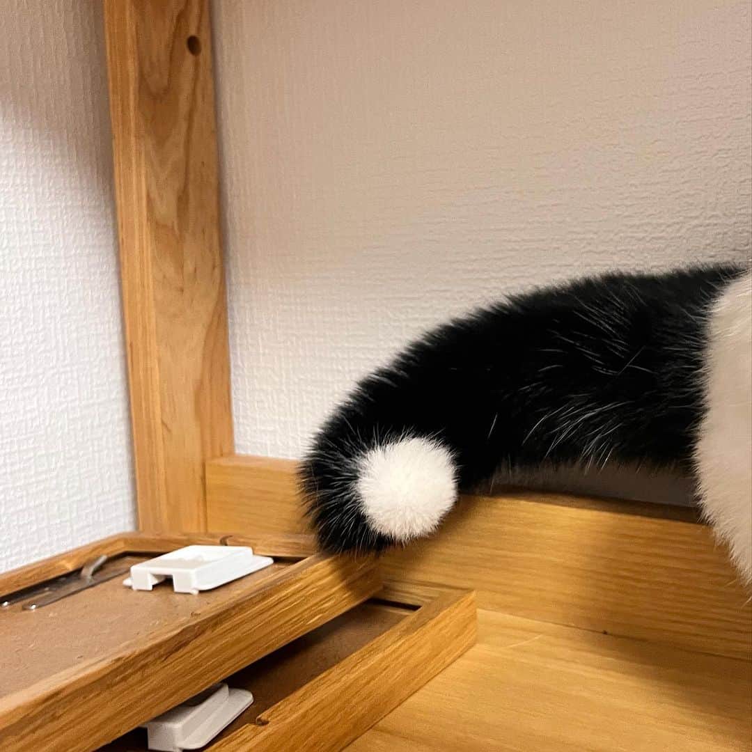 Kachimo Yoshimatsuさんのインスタグラム写真 - (Kachimo YoshimatsuInstagram)「お久しぶりの蛍しっぽの岸田今日子ちゃん 高知の長女のところに来てます。 すぐ思い出してくれた｡  #うちの猫ら #岸田今日子 #猫 #岸田姉妹 #高知 #ねこ #ニャンスタグラム #にゃんすたぐらむ #ねこのきもち #cat #ネコ #catstagram #ネコ部 http://kachimo.exblog.jp」9月9日 15時53分 - kachimo