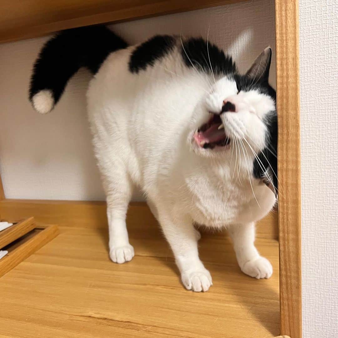Kachimo Yoshimatsuさんのインスタグラム写真 - (Kachimo YoshimatsuInstagram)「お久しぶりの蛍しっぽの岸田今日子ちゃん 高知の長女のところに来てます。 すぐ思い出してくれた｡  #うちの猫ら #岸田今日子 #猫 #岸田姉妹 #高知 #ねこ #ニャンスタグラム #にゃんすたぐらむ #ねこのきもち #cat #ネコ #catstagram #ネコ部 http://kachimo.exblog.jp」9月9日 15時53分 - kachimo