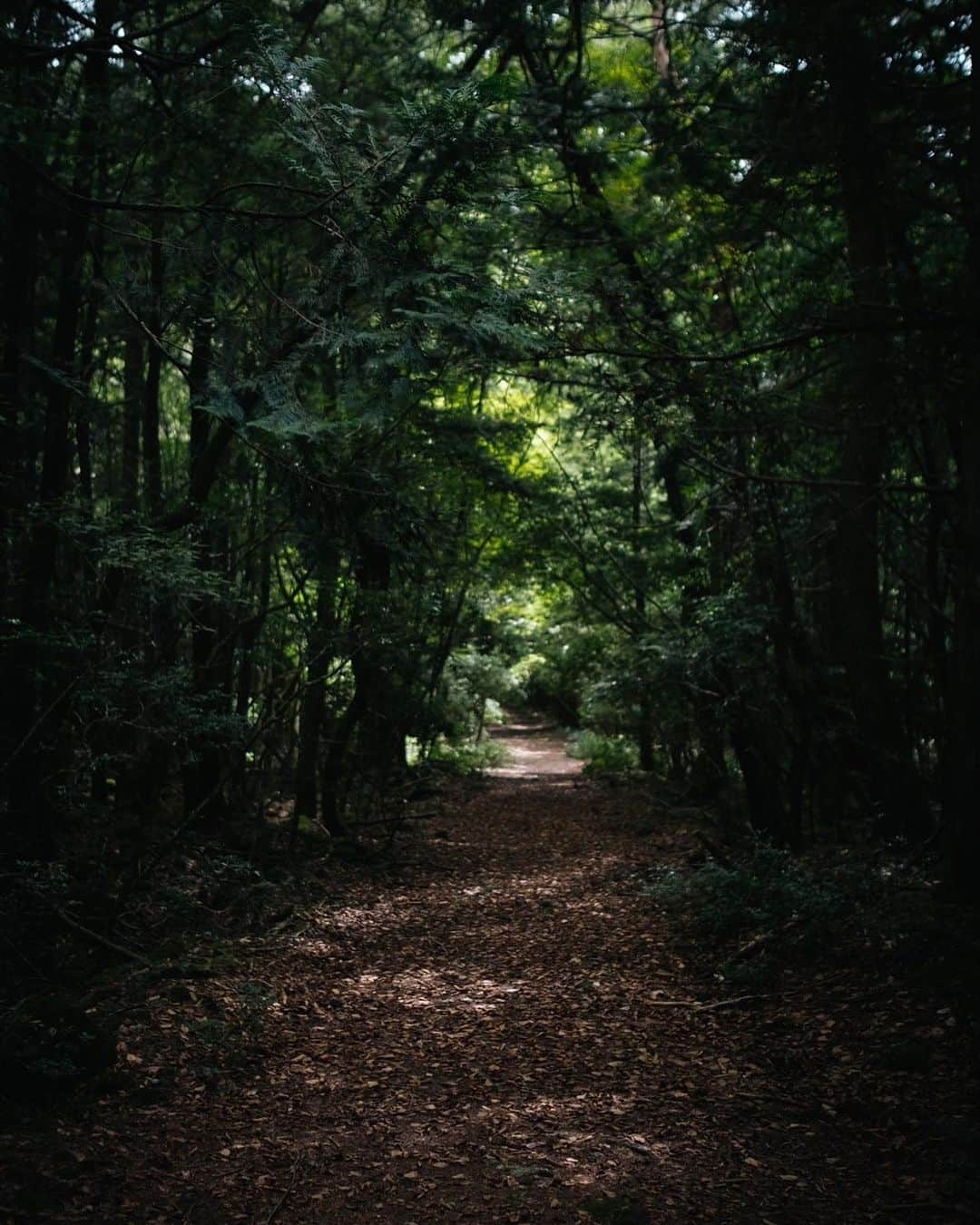 中村優さんのインスタグラム写真 - (中村優Instagram)「Trail Running🌲✨ 樹海を走るのは最高に気持ちよかった🙌🏼  走って河口湖周辺で温泉入って♨️ @fuji_gateway でキャンプ🏕️ 最高に楽しいおとなのあそび🥳 @underthetreeclub  @amuse_adventure  📷 @aratinlutherking_jr #トレラン#トレイルランニング#run#running#優run#ランニング#ランナー」9月9日 16時20分 - nkmr_yu