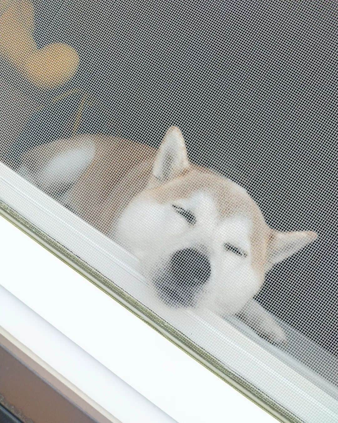 柴犬⭐️サスケのインスタグラム