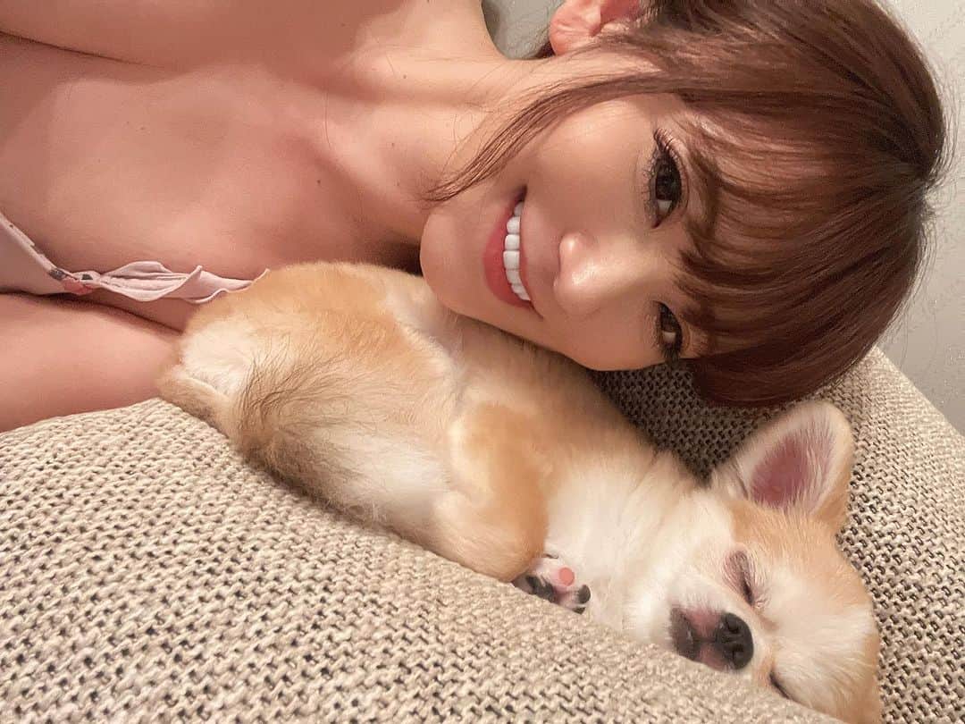 香西咲のインスタグラム：「ウチの息子🦁💕 ちょっと前に撮ったやつ💡 寝顔がほんとぶちゃいくでたまらんっ😍😍😍   #レオすたぐらむ   #チワワ   #ペキニーズ   #ミックス犬   #ミックス犬同好会   #多頭飼い   #多頭飼いの幸せ」