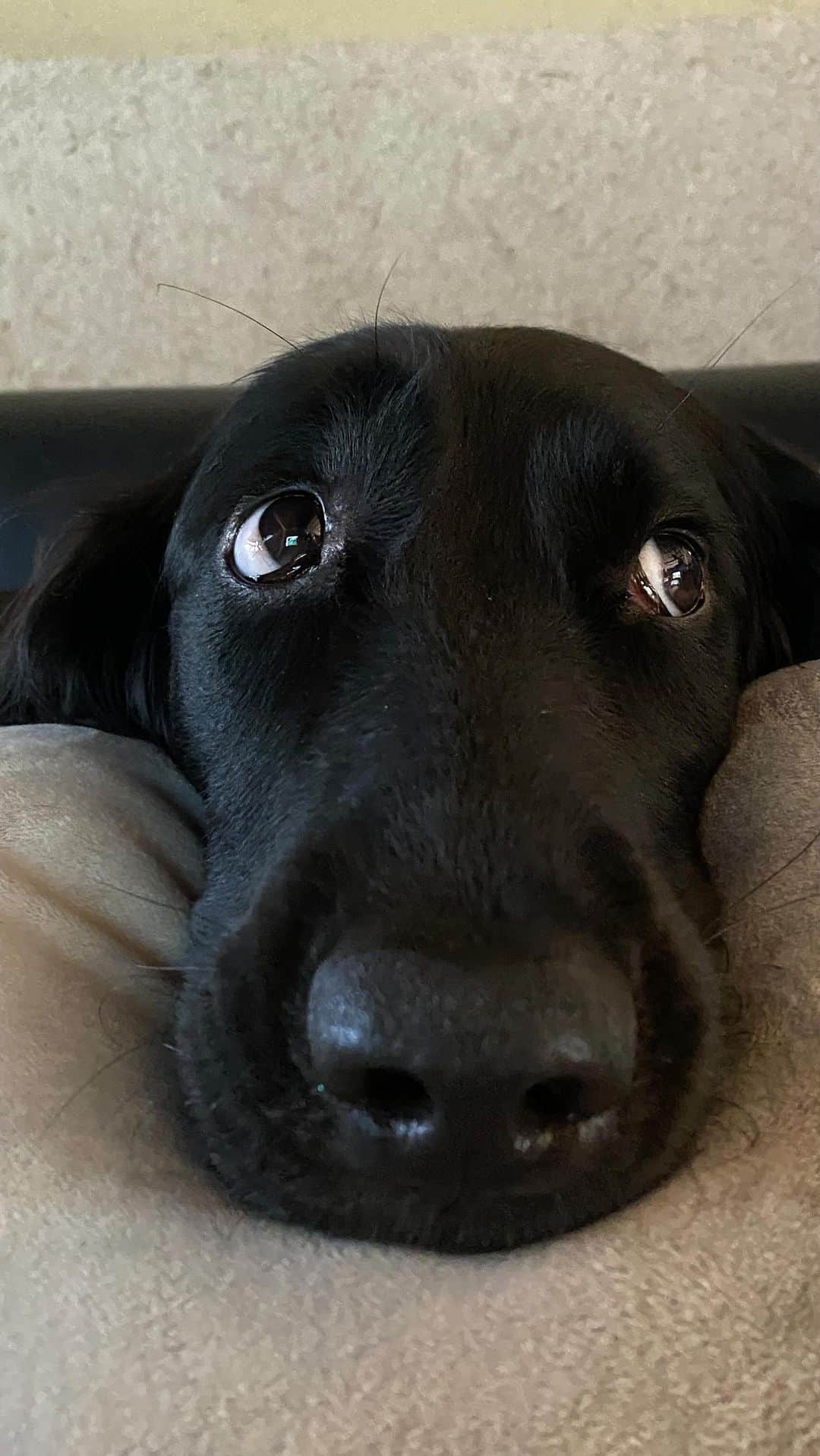 uinoloscaのインスタグラム：「先日3歳になった我が家のアイドル。 愛と癒やしに溢れてる🐕‍🦺✨ we always love u 🫶🏻 ・ ・ すき　ぼーる、ひっぱりあいこ、いぬとにんげんぜんぱん すきなおやつ　なしとささみ ・ ・ ・ #flatcoatedretriever #フラットコーテッドレトリーバーのいる暮らし」