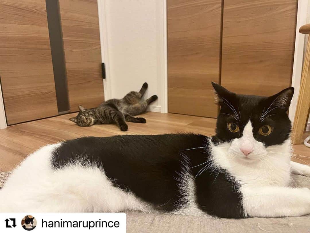 【公式】いぬのきもち・ねこのきもちのインスタグラム：「#Repost @hanimaruprince さんのはに丸くんとこじろうくん。  ふたりとも可愛いいんだけど、　  どーしても こじろうくんの足に目がいっちゃう😂  こじろうくん、 今、何考えてる🫠❓  ハッシュタグ #いぬのきもち #ねこのきもち に投稿いただいた可愛い写真をご紹介しています！ 「いぬのきもちWEB　MAGAZINE」、「ねこのきもちWEB MAGAZINE」でもご紹介させていただくことも！  -------------------  .  #ねこ #猫  #ねこすたぐらむ #ねこのきもち #ねこ好き #ねこと暮らす #ねこ好きさんと繋がりたい #猫好きな人と繋がりたい #猫がいる生活 #猫と暮らす#猫好き #cat #catstagram #catsofinstagram #cats_of_instagram」