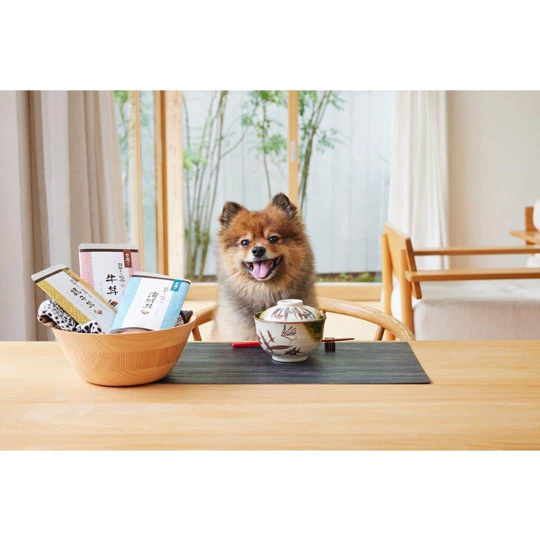 KITAKAZE & LILIのインスタグラム：「皆様お疲れ様です😄  こんにちは！kitakazeです😄  実は犬の会社「LILI &LULU」と言う会社を立ち上げまして、その第一弾として「犬の丼シリーズ」と言うウェットフードを出す事になりました😁  ドックフードに食いつきの悪いリリだったのですが、トッピングする様になってモリモリ食べる様になったので、食い付きの悪いワンチャンに一度試してもらえると嬉しいです！🐶 お試しセット3袋1100もご用意してますので、興味のある方はプロフィールのURL是非覗いてってください！  #犬の丼ぶり #犬の日替わり定食 #無添加ドッグフード #犬のごはん #犬の手作りごはん #リリルル #lililulu #lili_lulu #ポメラニアン #ポメラニアンが世界一可愛い  #ポメラニアン部  #ポメ  #ポメスタグラム  #犬  #犬バカ部  #いぬのきもち  #いぬぐみ  #いぬすたぐらむ  #ふわもこ部 #ティックトック」