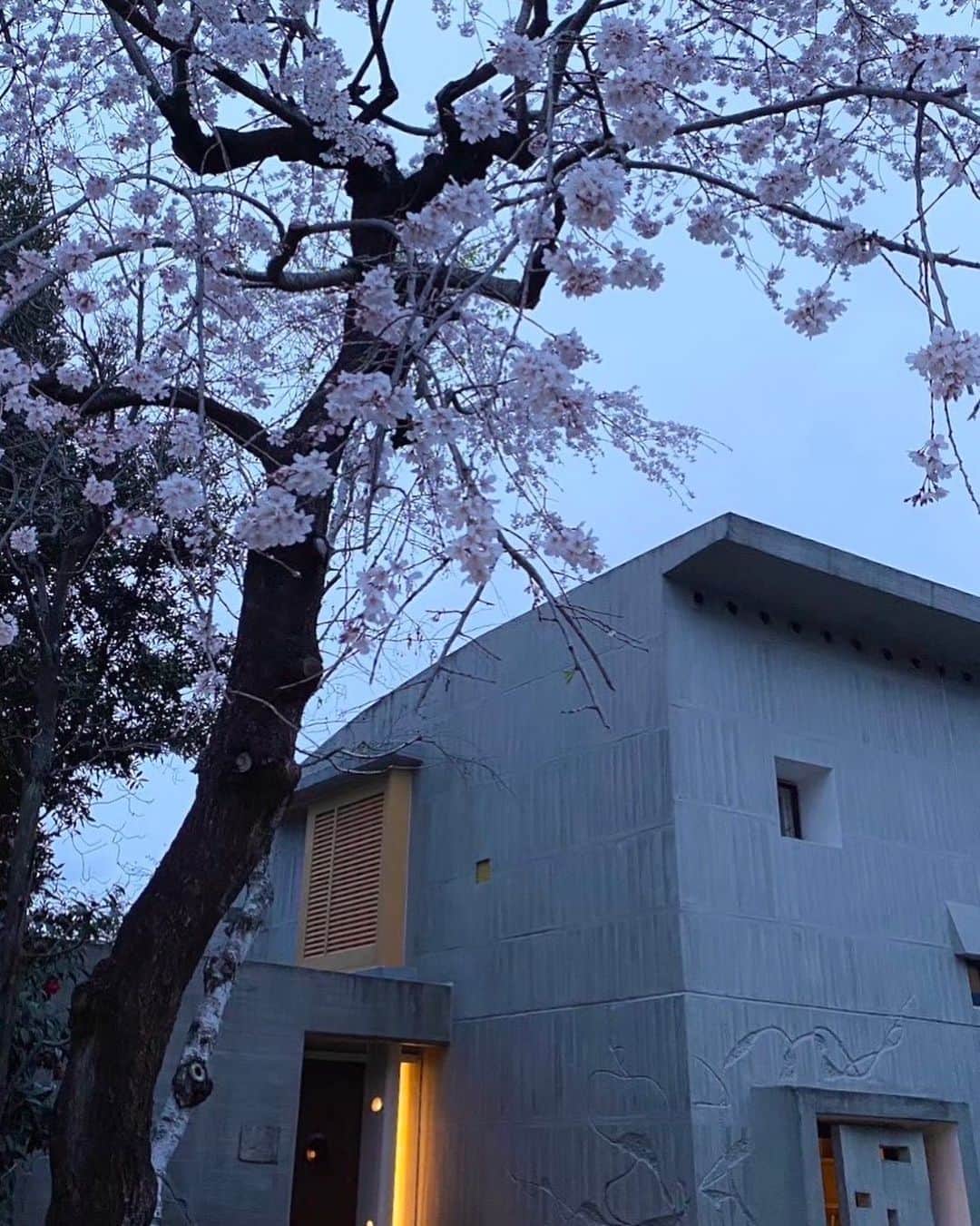 鈴木京香のインスタグラム：「スタッフです。  吉阪隆正設計の名作住宅〈VILLA COUCOU〉  2023年9月９日の今日、 9月９日はヴィラクゥクゥの日！と、ご希望の方にご見学いただけるよう準備を進めていましたが、残念ながら、かないませんでした。  新たに来年の春、前オーナー様の愛した枝垂れ桜の季節に目標をたてて、再び準備を始めます。  心待ちにしてくださっていた皆様、どうかもう少しお待ちくださいね。  鈴木の体調のことではご心配をおかけしましたが、順調に回復して、ゆったりと過ごしております。  応援の声もしっかり届いていますよ！！ いつもありがとうございます！！！  ヴィラクゥクゥを見ていると  あせることなく ドーンとかまえて  建物も想いも 明日に繋げて残していかなくては、という気持ちに駆られます。  #takamasayoshizaka  #吉阪隆正 #近代建築 #villacoucou #ヴィラクゥクゥ #継承 #kyokasuzuki  #鈴木京香」