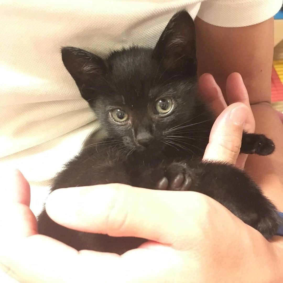 しおやてるこのインスタグラム：「今日は愛猫くろすけのウチの子記念日。5年前近所で鳴き続けていた仔猫ちゃんを保護。保護時から人によく慣れていたので多分捨て猫…👹  何度でも言うけどくろすけと出会えたことは感謝しかないけど、動物を身勝手に捨てる奴は許せない。理由はどうあれ、こんな小さな命を危険に晒すようなことをしていいはずがない。くろすけは保護したとき猫風邪ひいてたけどケガも無く、運良く私が保護できたので本当によかったと思う。  健やかに成長してくれていまは6.6kgのマッチョ猫！くろすけは我が家の宝物。生涯しあわせにします。ウチの子になってくれてありがとう。これからもよろしくね🐈‍⬛ #保護猫 #黒猫」