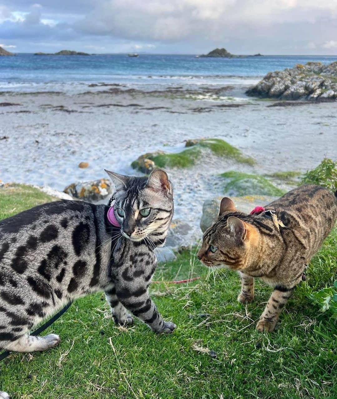 Bolt and Keelさんのインスタグラム写真 - (Bolt and KeelInstagram)「Just let me give you a little kiss 😽 Tala & Mara have gone on some amazing adventures together 🐾🗺️  @adventrapets ➡️ @travel.with.tala  —————————————————— Follow @adventrapets to meet cute, brave and inspiring adventure pets from all over the world! 🌲🐶🐱🌲  • TAG US IN YOUR POSTS to get your little adventurer featured! #adventrapets ——————————————————」8月17日 2時05分 - adventrapets