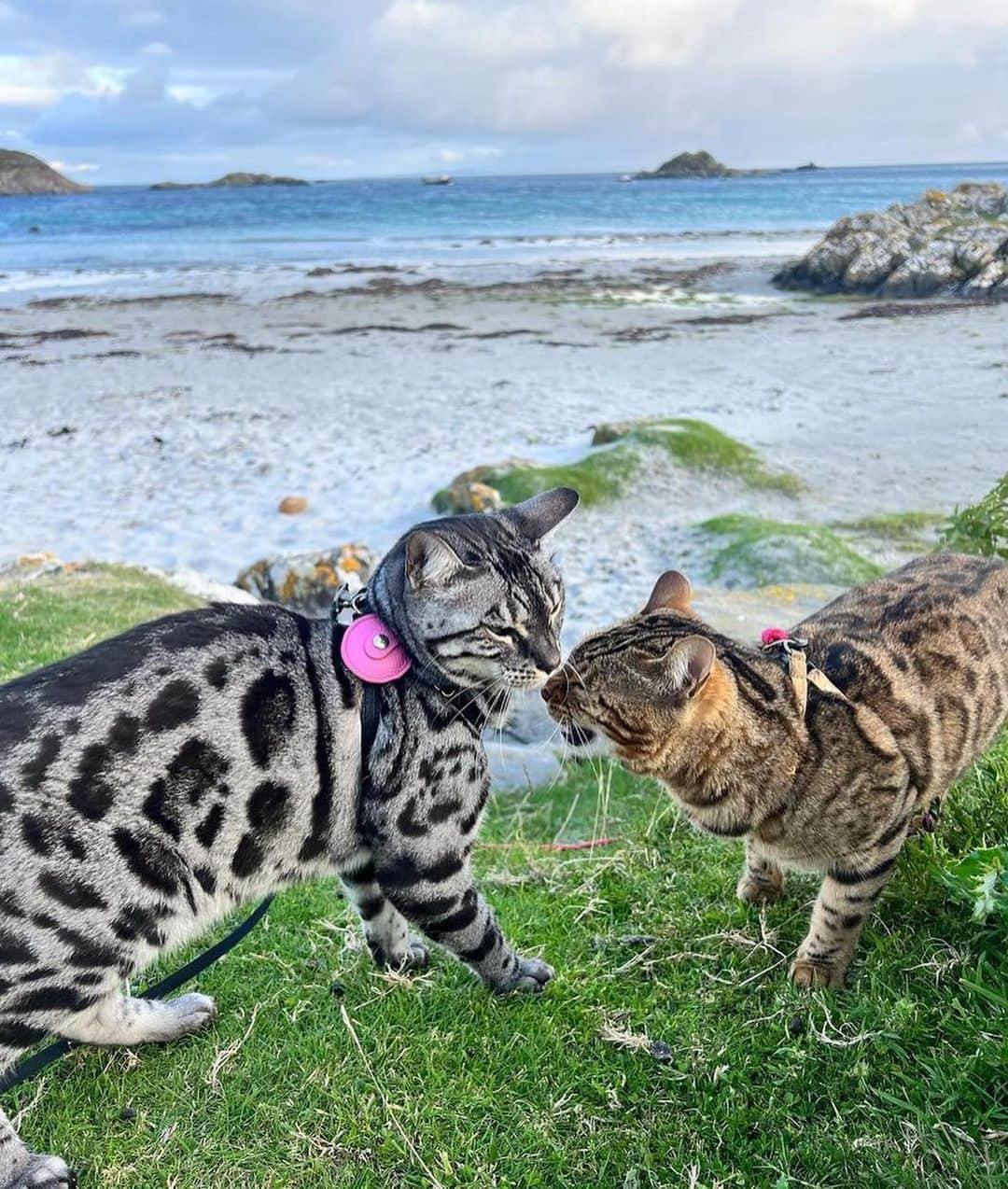 Bolt and Keelのインスタグラム：「Just let me give you a little kiss 😽 Tala & Mara have gone on some amazing adventures together 🐾🗺️  @adventrapets ➡️ @travel.with.tala  —————————————————— Follow @adventrapets to meet cute, brave and inspiring adventure pets from all over the world! 🌲🐶🐱🌲  • TAG US IN YOUR POSTS to get your little adventurer featured! #adventrapets ——————————————————」