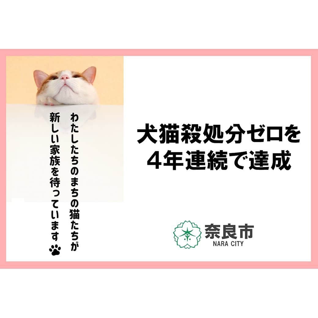 猫カフェきぶん屋さんのインスタグラム写真 - (猫カフェきぶん屋Instagram)「殺処分0を4年連続達成の秘訣  奈良県奈良市。 何度か投稿で取り上げさせてもらってますが、先日プレスリリースで殺処分0の継続を更新し、4年連続に。 ※収容中の自然死などは含みません  その秘訣は個人的に思うのが日本でダントツにすごい制度があるから。  ふるさと納税で動物愛護の枠を設け、令和２年に預かりボランティア協力者謝礼。 登録されたボランティアに1頭につき1日200円（最大30日）の協力者謝礼を支給されます。 飼い主のいない猫の手術代も無料。 令和3年4月にTNR活動支援ボランティア協力者謝礼制度、譲渡ボランティア医療費補助金制度開始も開始され、全国から高い評価を得てふるさと納税もさらに集まるという好循環。  奈良市に住んで、この制度を使ったことないから文字でしか判断できませんが、、、 いや、マジで奈良市に引っ越して猫活動したいわ。 今までいくら猫のために使ってきたのかゾッとするので計算したくないですが、その金額負担がなくなるどころか謝礼までもらえちゃうって。 参加したい人が増えますよね。 もちろん税金を使うということは痒いところに手が届かないこともあるでしょうが。 全頭保健所に収容するわけでもないし、予算も上限がありますし。 ただ、この制度があるとないとでは雲泥の差です。  大きい市なので奈良市で動物愛護センターの役割（奈良市保健所）を持て、市として財源を集められる。 他の中核市や政令市も謝礼が出せるくらいやってくれたらなぁ‼︎ ふるさと納税で動物愛護の枠を設けると、たくさん税金集まるし、動物愛護の結果を出すと市のイメージアップにも繋がりまっせと行政がメリットを感じるくらいに僕らがこのことを盛り上げていきたいですね。  自分の住む市に動物愛護センターがなくても先日書かせてもらった群馬県安中市のように動物愛護団体に補助金を出すこともできるわけだし、どんどん政治に絡んでいきたいものです。 市長にこんな制度があるよとどんどんアプローチしていきましょう。  ということで、政治をもっと身近に。 この国のルールとなる憲法からもう一度学んでみたいなと思って 【8/29(火)14〜16時】 宝塚市　猫スペースきぶん屋一階にて 元衆議院議員、堀越けいにん氏を呼びます‼︎ 詳細は一つ前の投稿に書いてますのでよろしければ集まりましょう😊  🙏皆様にお願い🙏  いいねだけでなく、右下の保存ボタンを押してもらえると嬉しいです。  すごい勢いでフォロワーさんが増えて、情報が届けやすくなります。  ベジニャンシリーズ食べて応援してください🍛🍜🍝 https://kenkoshukan.stores.jp/  リラポ申請で10%還元中‼︎  https://relapo.jp/products/shop/kaetemiyou  プロフィールのハイライトから進めます‼️   お店のご来店は完全予約制にしておりますのでメッセージかお電話ください😊 兵庫県宝塚市、阪急小林駅より徒歩6分   #猫　#ねこ　#ネコ　#保護猫　#猫動画 #保護猫と暮らす　#保護猫を家族に　#ねこのいる生活　#ねこのいる幸せ　#ねこちゃんホンポ　#ねこすたぐらむ　#にゃんすたぐらむ」8月16日 19時05分 - nekocafekibunya