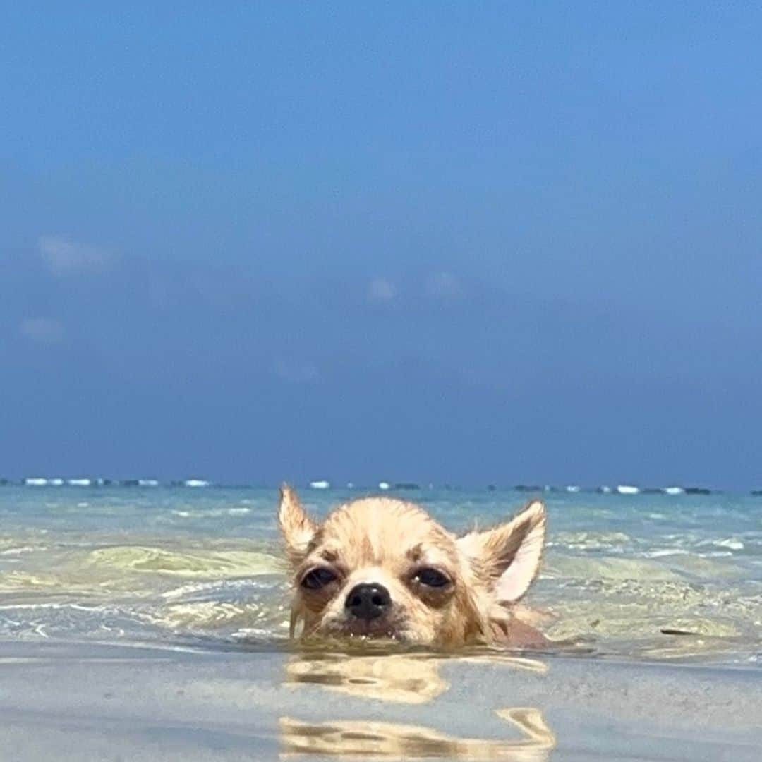 福田朋夏さんのインスタグラム写真 - (福田朋夏Instagram)「海好きな犬達になるように特訓しよう✨ 夢はシュノーケルする私の背中に犬が乗っかりながら海を移動して、一緒に海を楽しむ事なんです🥺  #freediving #chihuahua #チワワ　#okinawa #islandlife」8月16日 19時28分 - tomoka_fukuda