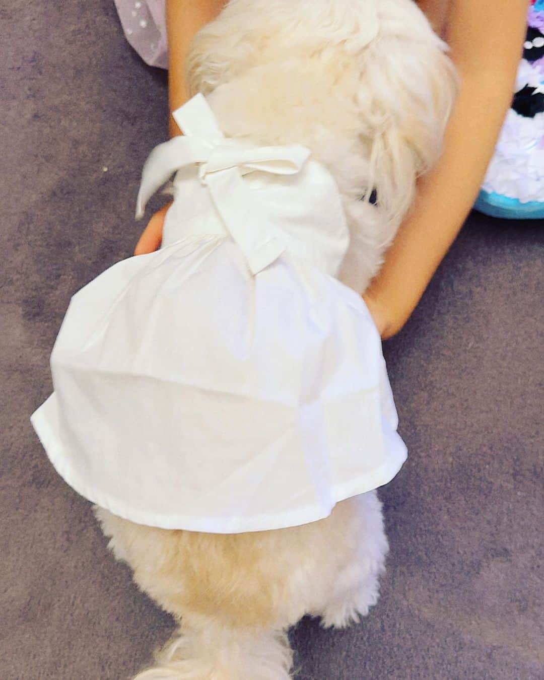 滝川その美のインスタグラム：「愛犬ココちゃんにお友だちから可愛いお洋服いただきました！！🎀  可愛い家族とリンクコーデが出来るというので嬉しいですよね❤️ ギンガム好きなので私もココちゃんのギンガムワンピースが気になります٩(๑❛ᴗ❛๑)۶  @lifam_official  #ペット #ペットライフ #愛犬とリンクコーデ #お揃いコーデもできちゃう #チワプー #2キロ #サイズs」