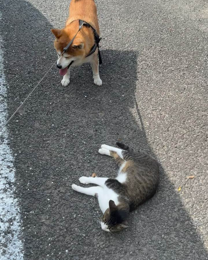 shibainu berryのインスタグラム