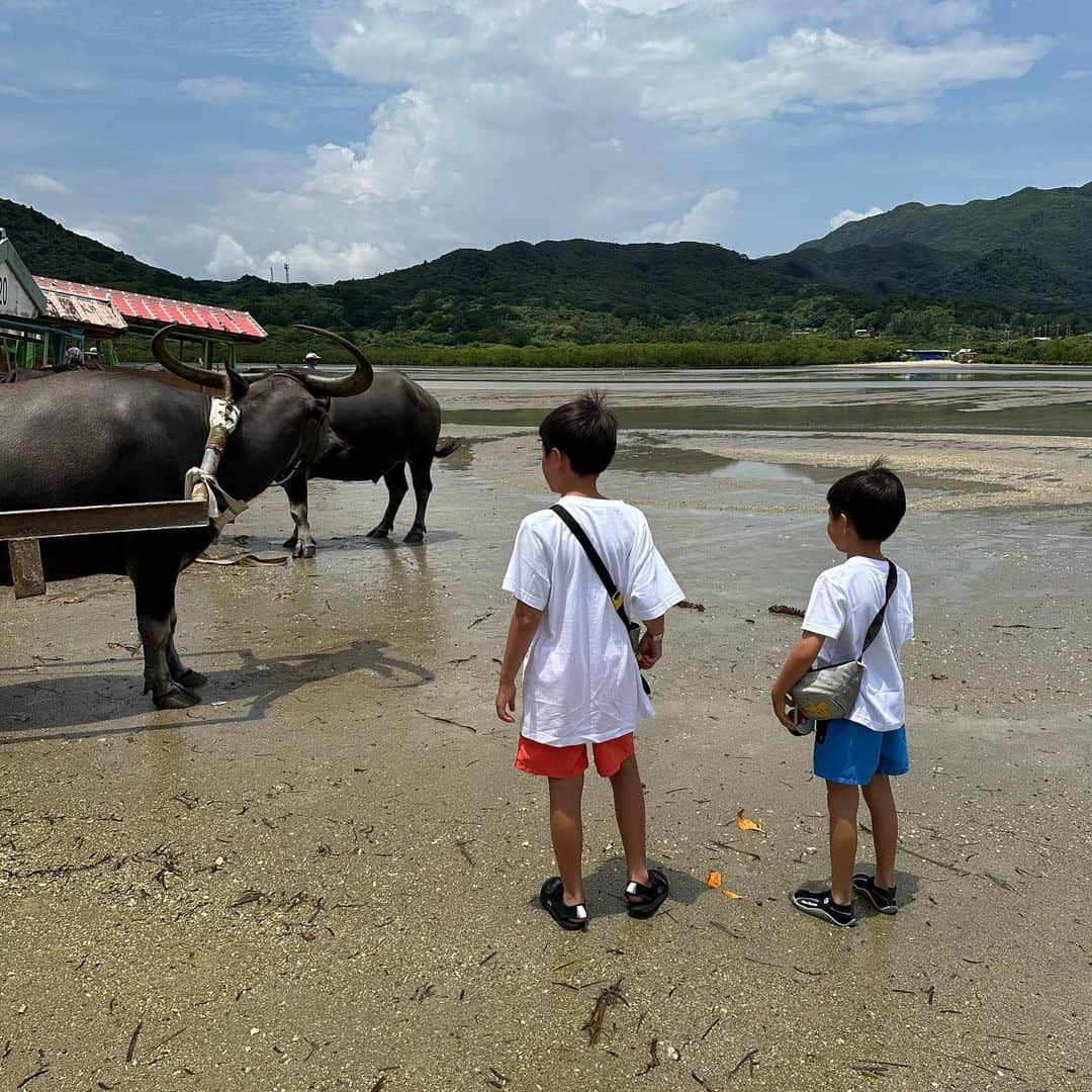 hitomiさんのインスタグラム写真 - (hitomiInstagram)「. . 水牛🐃に乗って由布島へ。 ゆったりとした空気が流れてた。, . . #西表島  #西表島旅行  #由布島  #水牛車  #ゆったり」8月16日 20時44分 - hitomi_official