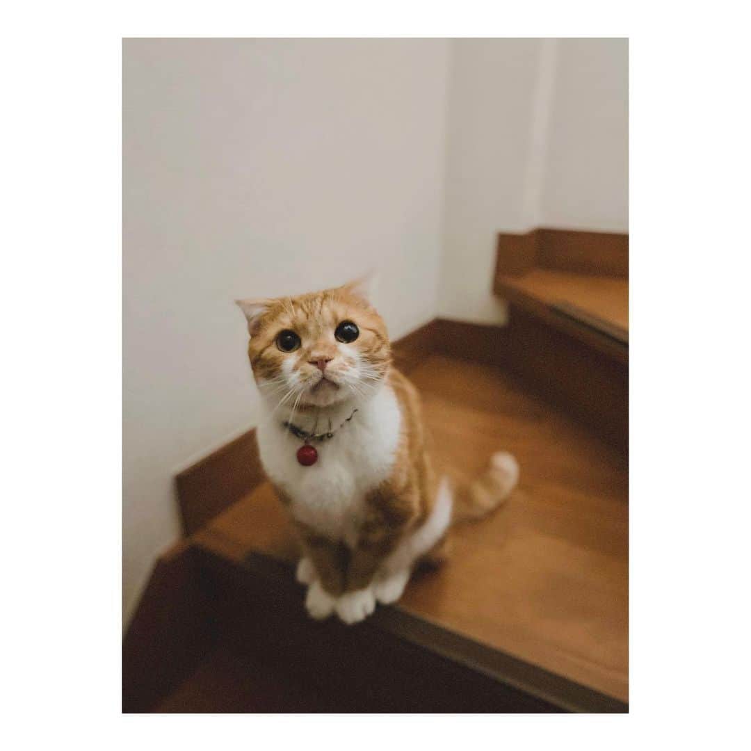 MINAのインスタグラム：「. 実家の猫さま🐈 最強にかわいい、、、😭💞」