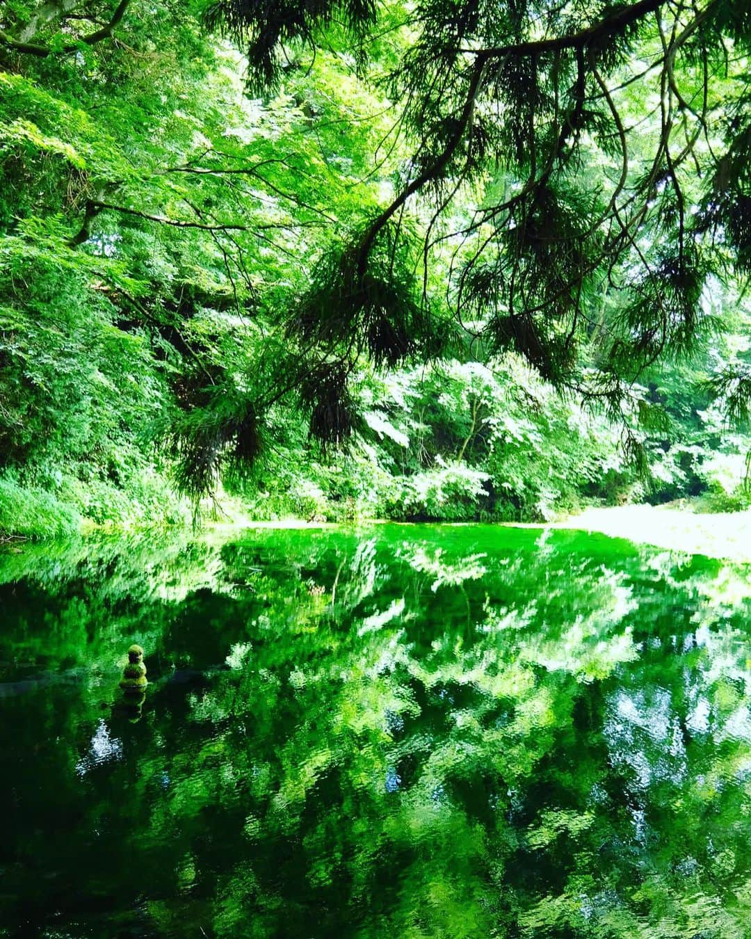 椎名直子さんのインスタグラム写真 - (椎名直子Instagram)「ロケハンして撮影してもどってハワイアンを聴きながら泳いだ。 緑と水は大切。イキカエッタ！」8月16日 21時19分 - natadecoco