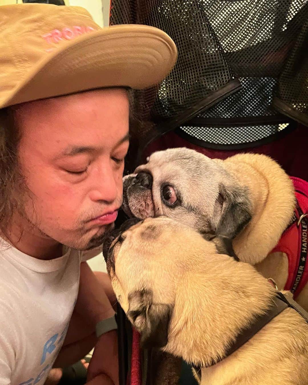やついいちろうさんのインスタグラム写真 - (やついいちろうInstagram)「今日のこぶしとこはだと私  3匹  #pug #pugs #puglife #puglove #パグ #パグスタグラム #うちの犬がおじいちゃんになっちゃった」8月16日 21時59分 - yatsuiichiro