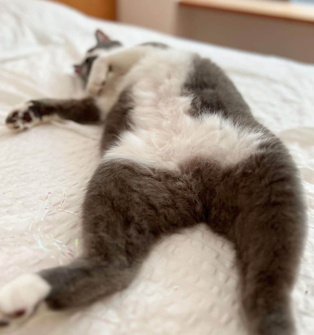 くまお父さんのインスタグラム写真 - (くまお父Instagram)「貴重な無塩くまお家より残暑お見舞い申し上げます🐻🐻🐻 #父がいます #父夏休みでずっといます #ilovecat」8月16日 22時01分 - kumaomaru