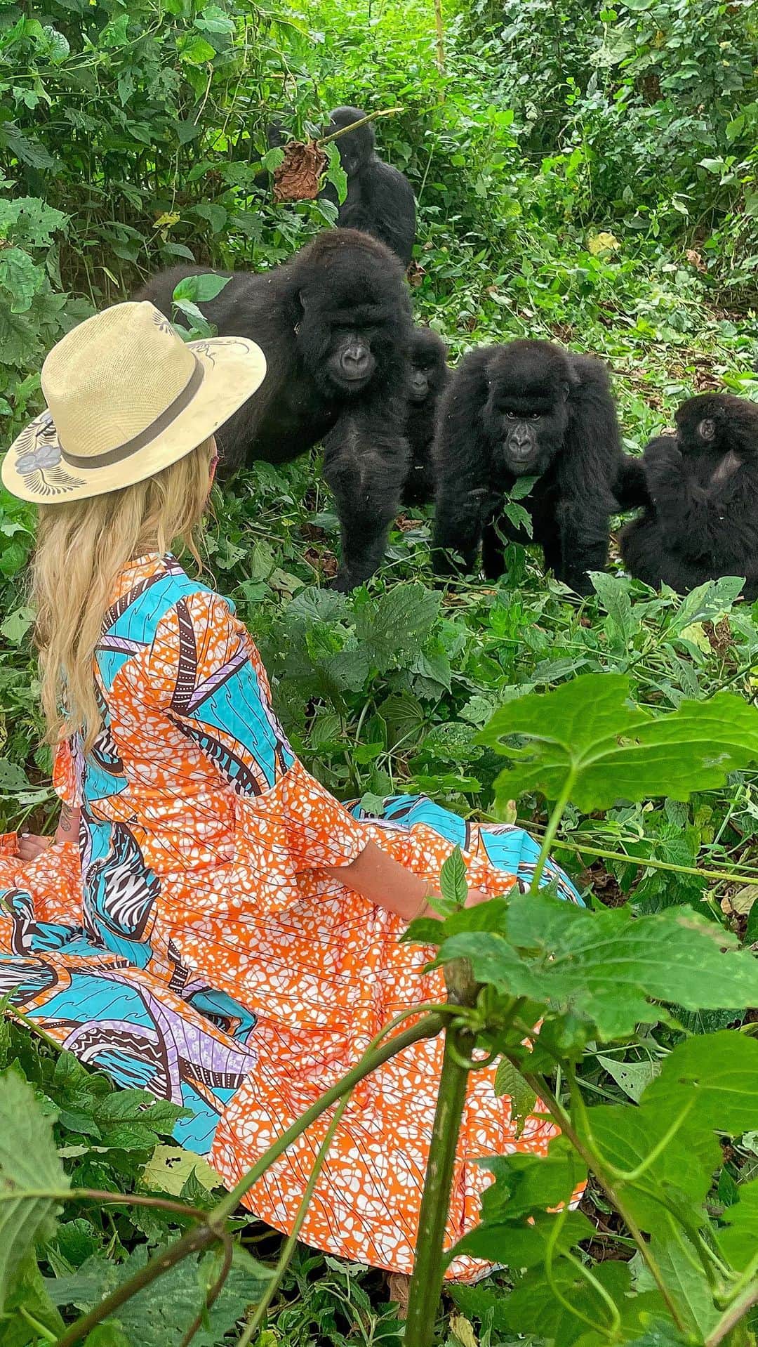アリサ・ラモスのインスタグラム：「Would you be scared to sit in front of a wild silverback gorilla in D.R. Congo? I probably should be but here I am back again for my 4th gorilla trek 😻🦍  To answer some common questions : yes, gorillas can be dangerous. Yes, I have seen them beat their chest and then charge several times (including right past me). Yes, several of them have tried to come up to me (the rangers block them). Yes you still have to wear a mask since any human disease can be transmitted to them. And no, I didn’t wear the dress on the 7 hour trek, I put it on over my trekking clothes when I got there.  These videos are some of my priceless, once-in-a-lifetime possessions, because they were taken in Virunga National Park, just before they had to shut it down due to ongoing rebel violence. It still remains closed, so we go to the safer area in Uganda called Bwindi Impenetrable Forest instead.  The gorillas in Uganda are a lot more used to people, therefore less curious like these ones, but also like…WAY safer, which is why I feel comfortable bringing my travel tribe groups there!  This year we have 28 brave ladies doing the trek even though I’ve tried my best to scare people out of it! 😂 (jk just severe warnings), would you do it??   ((PS this is one of the extreme adventures I do yearly that you cannot do with a baby. Just saying. 😂))  #gorillatrek #gorillatrekking #drcongo #virunga #virunganationalpark #virungamountains #bwindi #mylifesatravelmovie #mylifesatraveltribe」