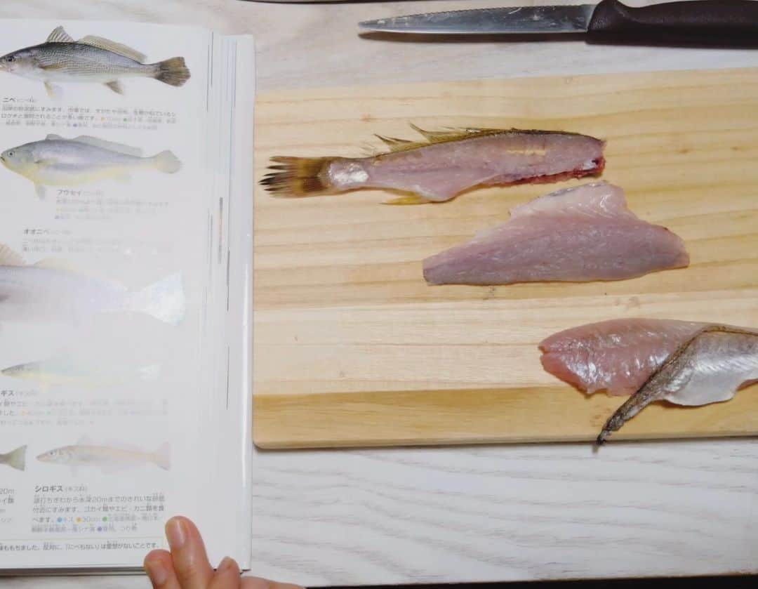 真鍋摩緒のインスタグラム：「息子の自由研究に伴い ベッティ先生の食育授業 マンツーマン開催！！🐈  釣ったイシモチを図鑑で観察 生態系を知って、なぜあの場所で釣れたのか学ぶ ※イシモチって海の砂底にいるから重し海の底まで沈めて引きずるようにおびき寄せるの  ウロコや口の中（舌ある） 下処理して血の色や内蔵チェック ※息子叫ぶ（笑）  3枚に卸して骨の構造  からの調理ーーー！ 美味しくいただきました🙆  イシモチは鮮度よければ お寿司やお刺し身でもいけるので 半身は皮を引いて 息子の大好きなお寿司づくり  半身は皮目をカリッと焼いて ムニエルに  骨は骨せんべいにするために 現在我が家のベランダに風鈴と一緒に 吊るされてます（恐怖映像w）  自分で釣って 自分で捌いて、料理して 食べて、感謝する！  これだから食育はやめられない！😍😍 そして海釣りはやめられない！😍😍」