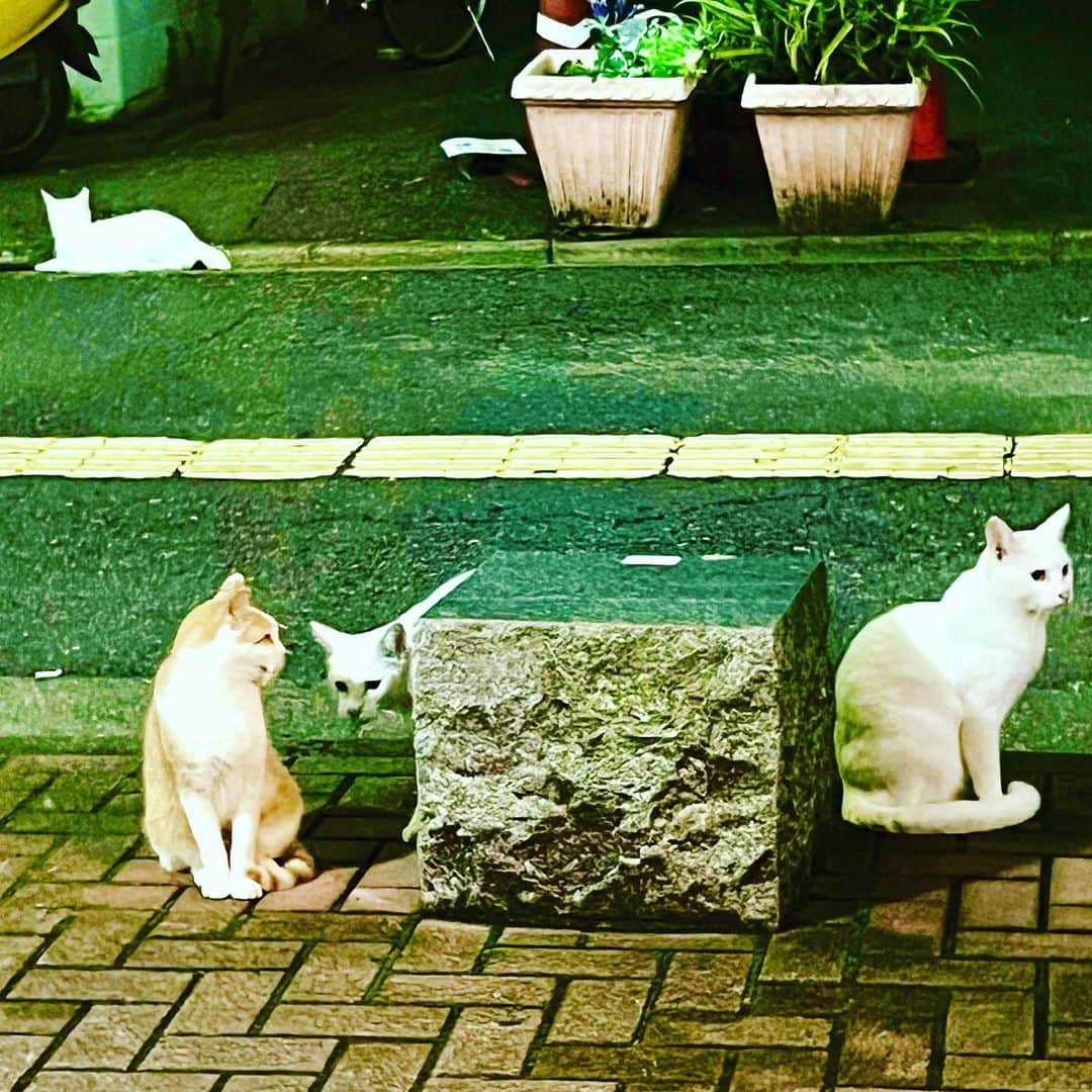 松尾貴史さんのインスタグラム写真 - (松尾貴史Instagram)「BARからでたところで、集会を開いている猫さんたち。  そして、いつものメンバー。  #猫 #cat」8月17日 12時07分 - kitsch.matsuo