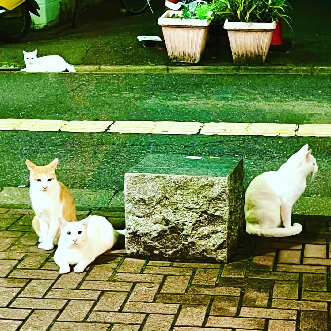 松尾貴史さんのインスタグラム写真 - (松尾貴史Instagram)「BARからでたところで、集会を開いている猫さんたち。  そして、いつものメンバー。  #猫 #cat」8月17日 12時07分 - kitsch.matsuo