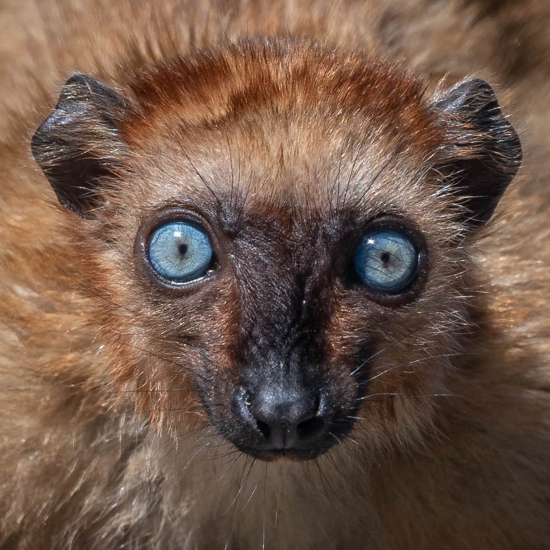 San Diego Zooのインスタグラム：「Perfect prosimian portraits   Featured in these portraits are Hawn the blue-eyed black lemur, Zaza the red-collared lemur, and Bertarido the Coquerel's sifaka. Blue-eyed black lemurs are one of only two primate species that can have blue eyes, other than humans.   📸: Craig Chaddock 1 📸: Ian Gill 2 & 3  #Lemur #Primate #Portrait #SanDiegoZoo」