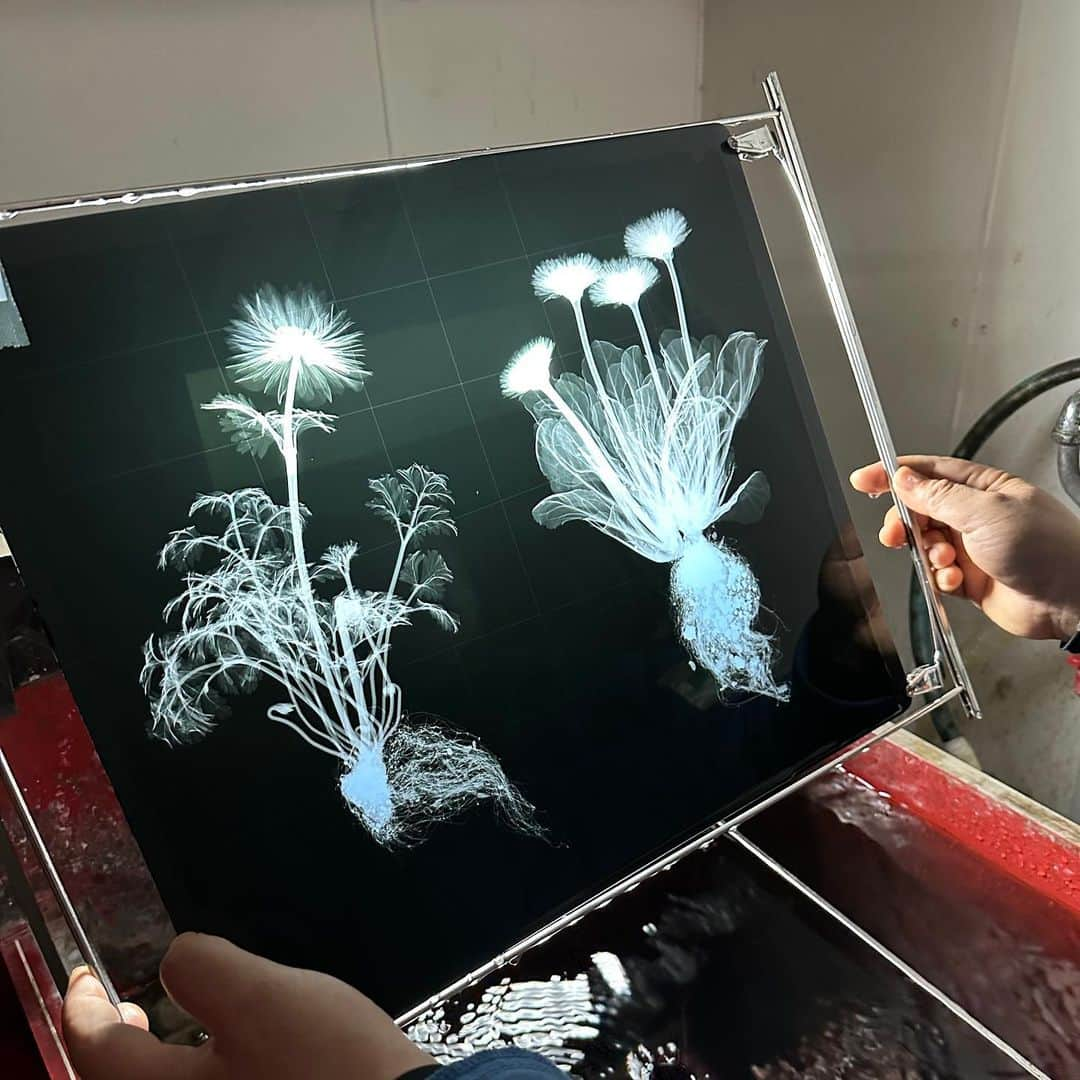 東信さんのインスタグラム写真 - (東信Instagram)「2023 X-ray Flowers #amkk #amkkproject #makotoazuma #azumamakoto #東信花樹研究所 #東信 #jardinsdesfleurs #shiinokishunsuke #flowerart #flower #flowers」8月17日 5時28分 - azumamakoto