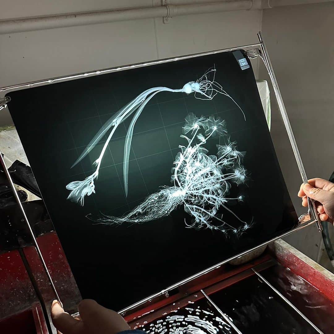 東信のインスタグラム：「2023 X-ray Flowers #amkk #amkkproject #makotoazuma #azumamakoto #東信花樹研究所 #東信 #jardinsdesfleurs #shiinokishunsuke #flowerart #flower #flowers」